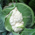 CF15 Xuejian no.5 95 days late maturity f1 hybrid white cauliflower seeds